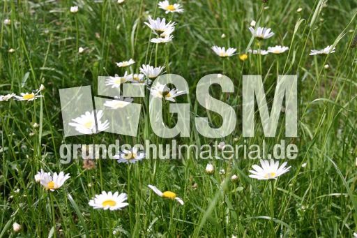 Weiße-Wucherblume-1.jpg
